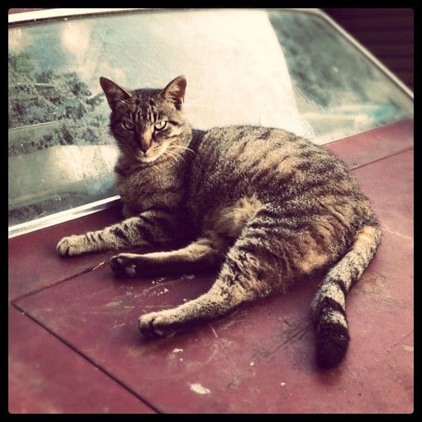 Tabby cat resting on the trunk of a car.